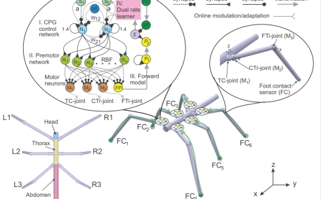 像竹节虫那样迈开大长腿，机器人学废了吗？|南丹麦大学最新成果